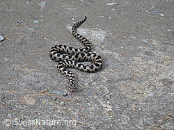 Photo: Aspisviper (Vipera aspis) in Angrifsstellung