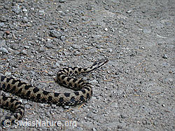 Photo: Aspisviper (Vipera aspis)