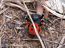 Foto: Rote Röhrenspinne, Männchen