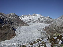 Foto: Moosfluh: Aletschgletscher und Wannenhorngruppe