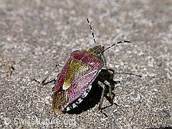 Beerenwanze (Dolycoris baccarum) (DSCN7932) Beerenwanze (Dolycoris baccarum) (DSCN7932)
