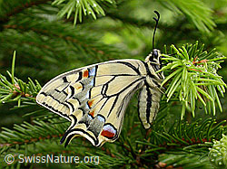 Schwalbenschwanz (Papilio machaon) (DSCN7965)