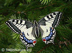 Schwalbenschwanz (Papilio machaon) (DSCN8012)