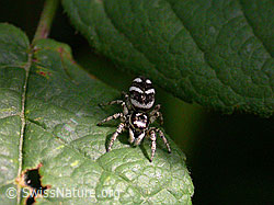 Zebra-Springspinne auf Blatt (DSCN8312)