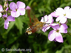 Hummelschwärmer (Hemaris fuciformis) (DSCN8326) Hummelschwärmer (Hemaris fuciformis) (DSCN8326)