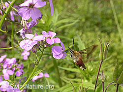 Hummelschwärmer (Hemaris fuciformis) (DSCN8336) Hummelschwärmer (Hemaris fuciformis) (DSCN8336)