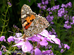 Distelfalter (Cynthia cardui) (04.06.2003, DSCN8361)