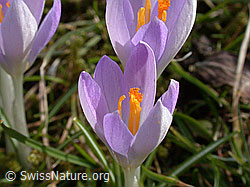 Frühlings-Krokus (DSCN8407)