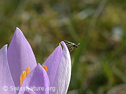 Kleines Insekt auf Blüte einer Frühlings-Krokus (DSCN8409) Kleines Insekt auf Blüte einer Frühlings-Krokus (DSCN8409)
