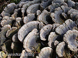 Pilz auf Wurzelstock (DSCN8420)