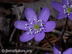 Foto: Leberblümchen