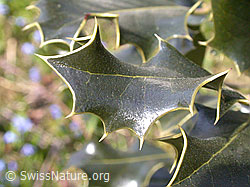 Blatt einer Stechpalme (DSCN8496)