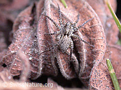 Labyrinthspinne (DSCN8603)