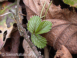 Blatt einer Erdbeere zwischen dürrem Laub (DSCN8604) Blatt einer Erdbeere zwischen dürrem Laub (DSCN8604)