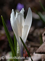 Photo: Frühlings-Krokus