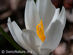 Photo: Frühlings-Krokus, Nahaufnahme