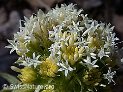 Foto: Weisse Pestwurz (Petasites albus)