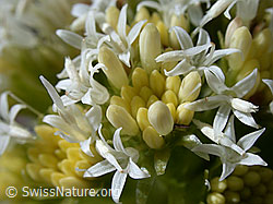 Foto: Weisse Pestwurz (Petasites albus)