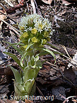 Foto: Weisse Pestwurz (Petasites albus)