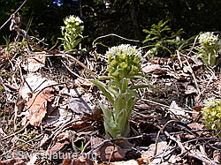 Foto: Weisse Pestwurz (Petasites albus)
