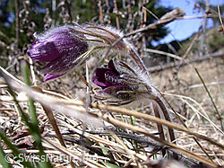 Berg-Anemone (Pulsatilla montana) (DSCN8798) Berg-Anemone (Pulsatilla montana) (DSCN8798)