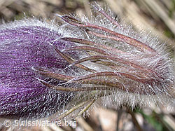 Berg-Anemone (Pulsatilla montana) (DSCN8799) Berg-Anemone (Pulsatilla montana) (DSCN8799)