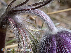 Berg-Anemone (Pulsatilla montana) (DSCN8805) Berg-Anemone (Pulsatilla montana) (DSCN8805)