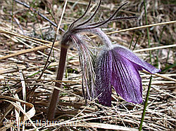 Berg-Anemone (Pulsatilla montana) (DSCN8806) Berg-Anemone (Pulsatilla montana) (DSCN8806)