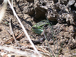 Kopf einer Smaragdeidechse (Lacerta bilineata) (DSCN8818)