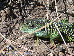 Smaragdeidechse (Lacerta bilineata) (DSCN8841)