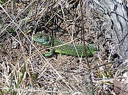Smaragdeidechse (Lacerta bilineata) (DSCN8851)