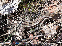 Photo: Mauereidechse (Podarcis muralis)