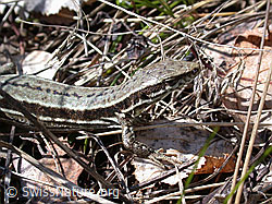 Photo: Mauereidechse (Podarcis muralis)