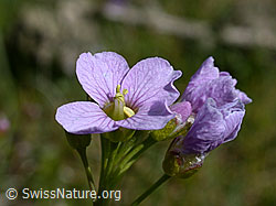 Wiesen-Schaumkraut (Cardamine pratensis) (DSCN8934) Wiesen-Schaumkraut (Cardamine pratensis) (DSCN8934)