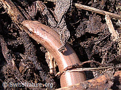 Blindschleiche (Anguis fragilis) (DSCN8956)