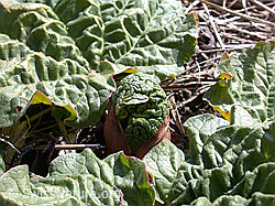 Rhabarberblätter (DSCN8960)