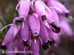 Photo: Erika (Erica carnea)