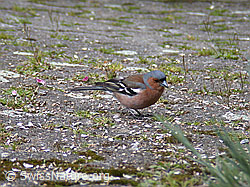 Foto: Buchfink (Fringilla coelebs)
