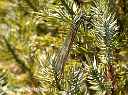 Frühe Adonislibelle (DSCN9273)
