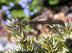 Frühe Adonislibelle (DSCN9276)