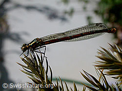 Frühe Adonislibelle (DSCN9285)