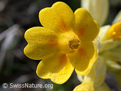 Photo: Wiesenschlüsselblume