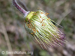 Berg-Anemone (Pulsatilla montana) (DSCN9437) Berg-Anemone (Pulsatilla montana) (DSCN9437)