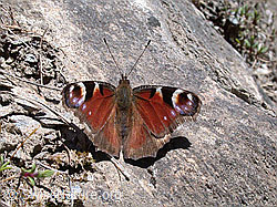 Foto: Tagpfauenauge (Inachis io)