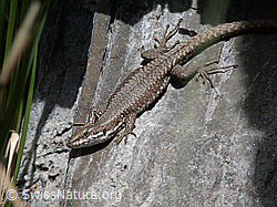 Photo: Mauereidechse (Podarcis muralis)
