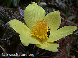 Photo: Schwefel-Anemone, Blüte