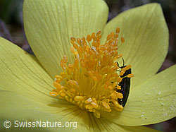 Photo: Schwefel-Anemone, Nahaufnahme