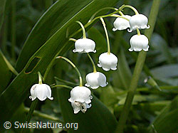 Maiglöcken, Blüten (DSCN9854)