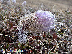Photo: Kleine Pelzanemone mit Wassertropfen