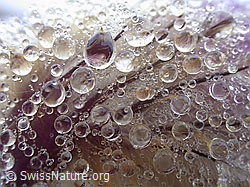 Photo: Wassertropfen auf Frühlingsanemone